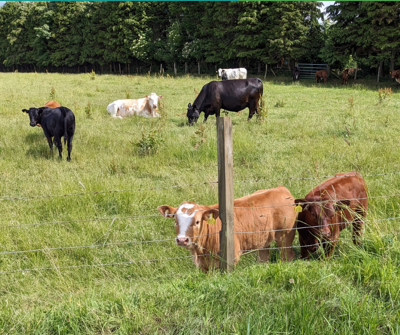 Cattle in field beside fence