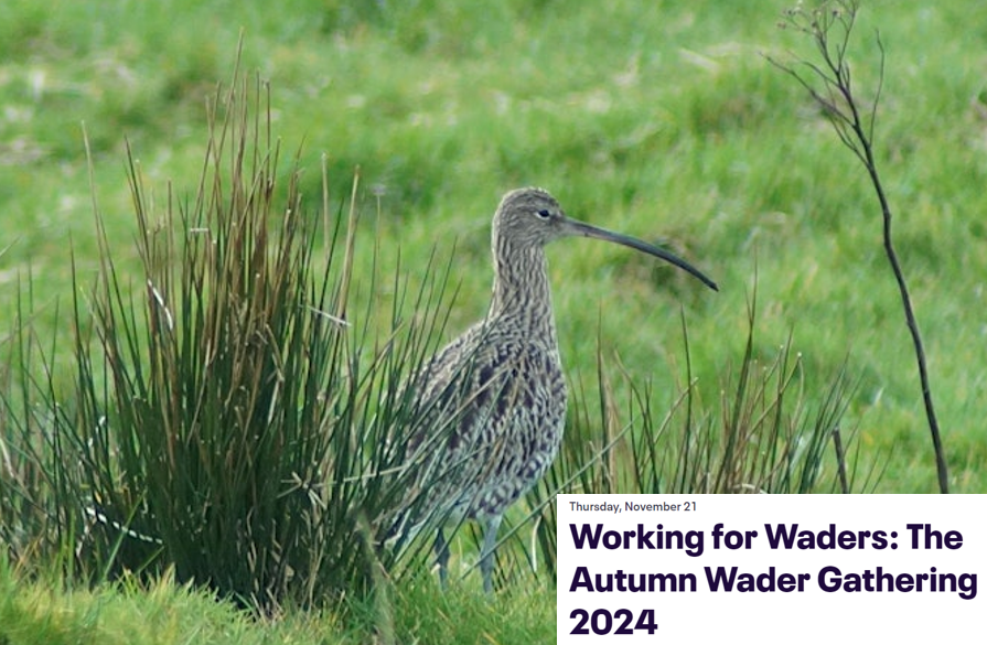 Working for Waders is hosting a gathering at Mar Lodge for wader project partners, wader conservationists and contributors.