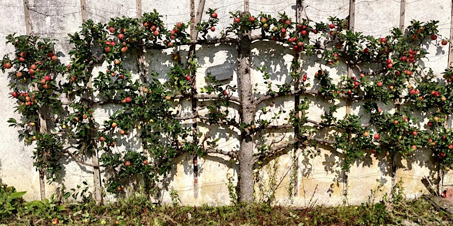 Scottish Apples - image of walled Apples