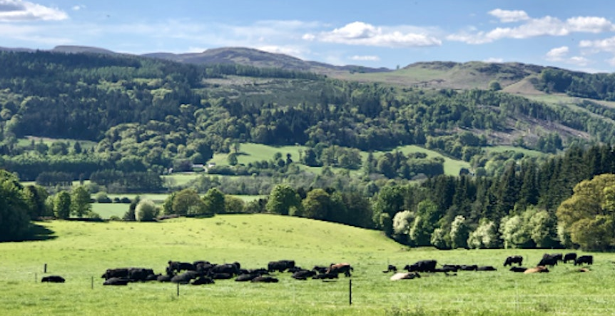 Soil Farmer of the Year Revisited: Alex Brewster - image of cattle