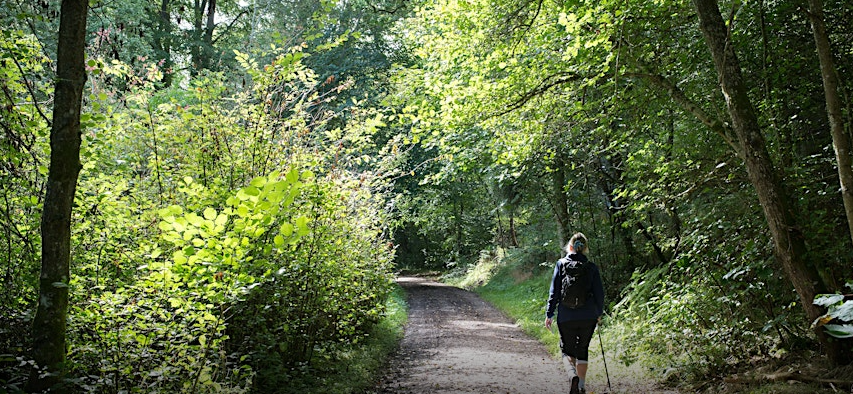 Tree Medicine - Balmacaan Guided Walk