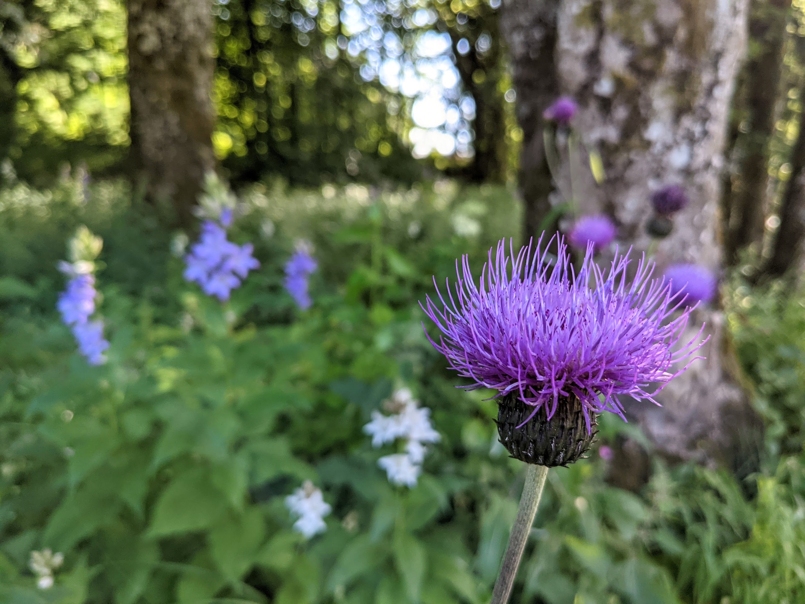 Purple thistle in foreground of woods