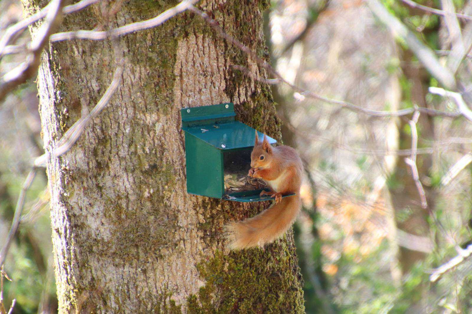 Red squirrel feeding from box placed on tree