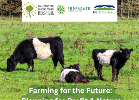 Belted Galloway⁠ cattle in field