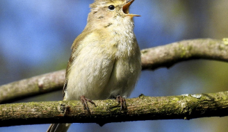 Chiffchaff - Image by Nature Scot