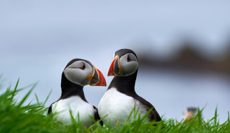 Puffins