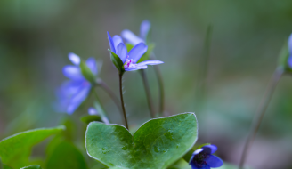 Liverworts 