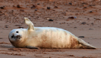 Waving pup at Forvie by Danny Bean/NatureScot