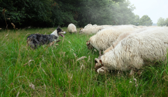 sheep dog herding demonstration by CaraMaria