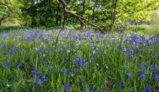 wildflowers at edge of field