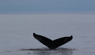 Humpback Whale_taken during 2024 expedition_HWDT Copyright