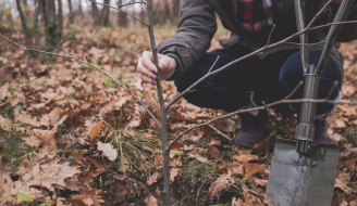 Planting trees