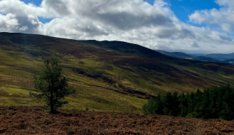 Natural Tree Colonisation May Not Always Produce Carbon Captur Benefits