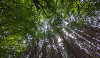 Tree canopy