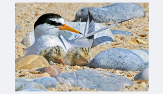 Little Tern and Chicks 