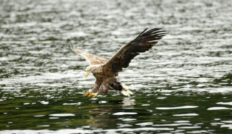 Sea Eagle 