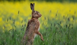 brown hare in rape seed field