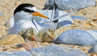 Little Tern and chicks ©Kevin Simmonds RSPB