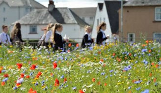 Wildflower meadow in Perth © Lorne Gill/SNH