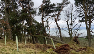 Windblown Pine - Storm Eowyn - Image R Low 