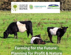 Belted Galloway⁠ cattle in field