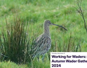 Working for Waders is hosting a gathering at Mar Lodge for wader project partners, wader conservationists and contributors.