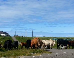 Cattle on the roadside in North Uist