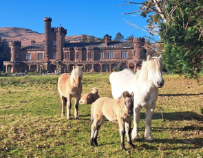  Highland pony Minishal and her foal Shellesder in the foreground, with Fhuarain lying down behind. The other pony standing to the left is his sister 