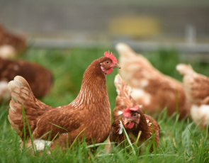 Chickens in grass field