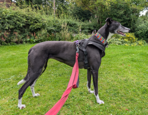 Greyhound standing on grass 