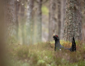 Capercaillie - Cairngorms National Park Authority