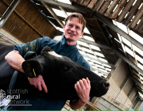 Vet with diary cow