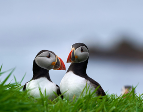 Puffins