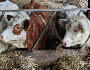 Cattle in shed 