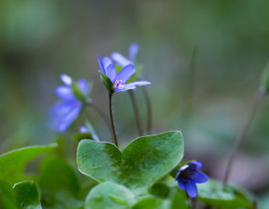 Liverworts 