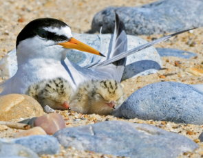image of a Little Tern and chicks