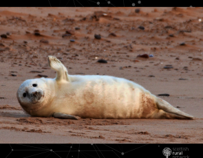 Waving pup at Forvie by Danny Bean/NatureScot