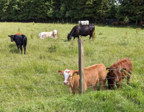 Livestock in field, Aberdeenshire