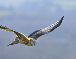 Red kite - landscape - pic by Lorne Gill-NatureScot