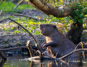 Eurasian Beaver (Castor fiber) by a pond in Scotland View by Gannet77 from Canva (17/12/2024)