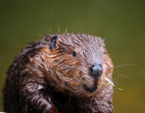 Eurasian beaver by Freder from Canva