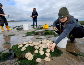 Bill Sanderson of Heriot Watt University, with Emmy Cooper-Young and Dom Rye with native oysters at Restoration Forth.