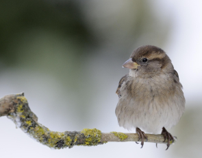 House Sparrow - Nature Scot Image 