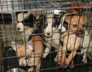 Puppies in a cage - image by Scottish SPCA