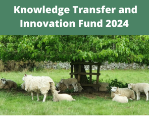 Knowledge Transfer and Innovation Fund 2024 Pic of sheep sheltering under tree