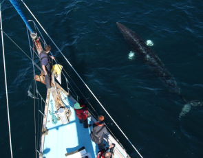 Minke Whale beside boat