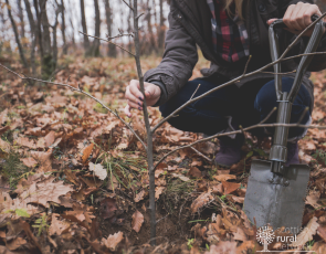 Planting trees