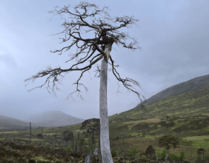 Glen Mallie Pinewood project. Image from Future Woodlands Scotland