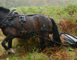 Nature Scot - Bracken control by Horse and rolling 
