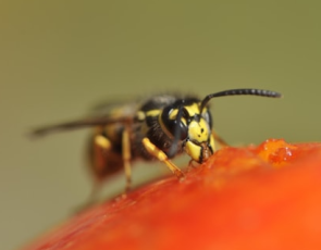 A common Wasp feeding on a fallen apple.Free use - credit Lorne Gill-NatureScot